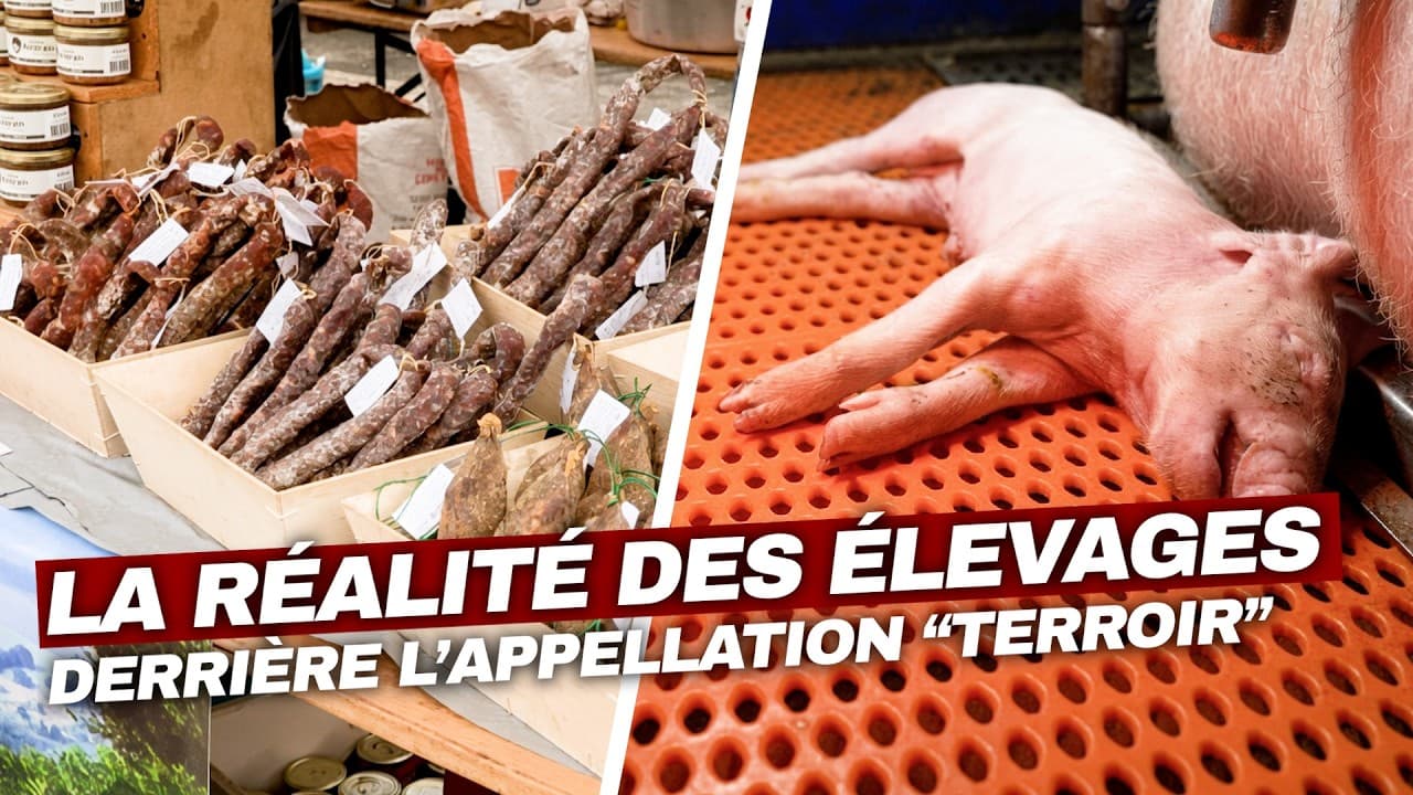 Label Rouge : les images choc de l'élevage porcin industriel