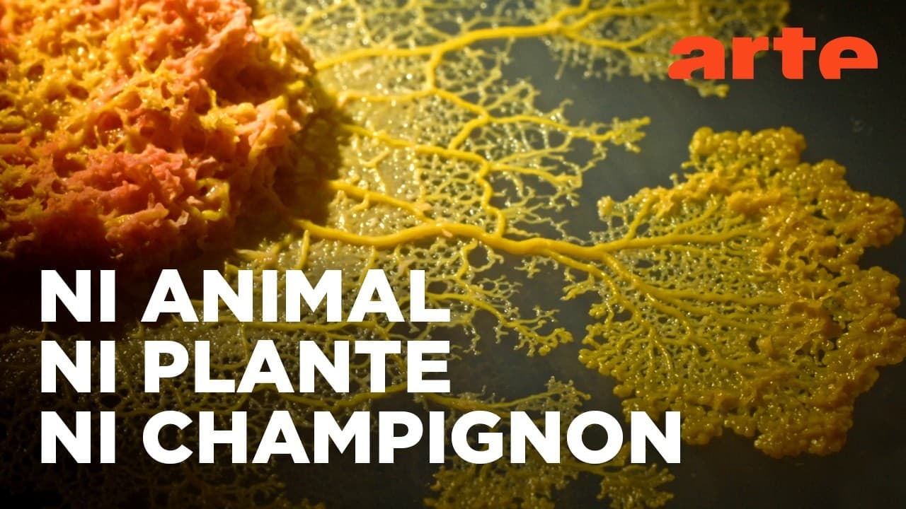 Le BLOB : ce génie sans cerveau qui révolutionne la science