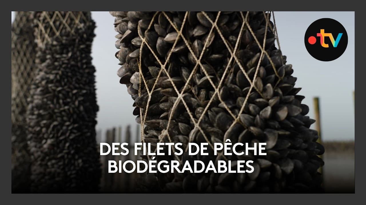 Normandie : un filet biodégradable testé pour les moules — mais la preuve attendra 2027