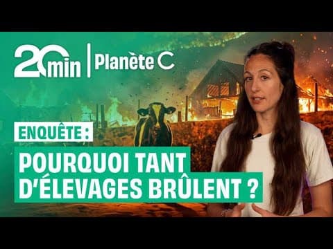 Incendies d'élevage : 189 000 animaux brûlés vifs, l'État accusé d'inaction