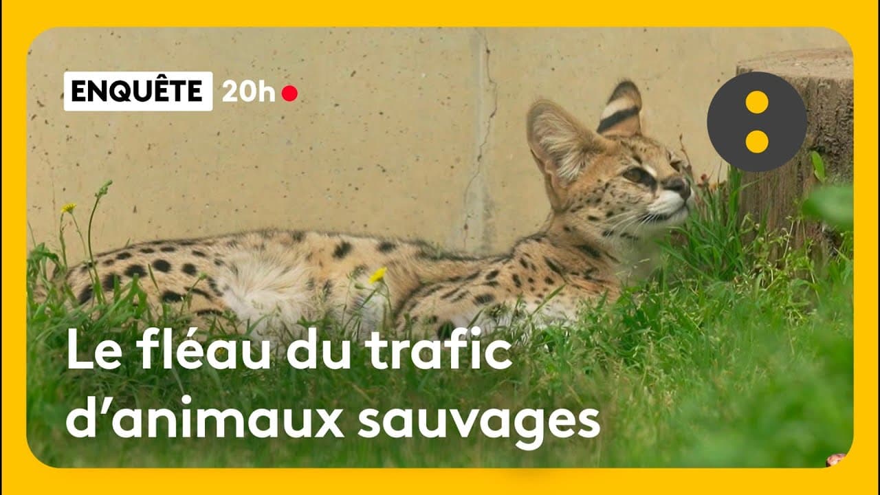 Trafic d’animaux sauvages : comment les Français achètent des fauves sur Snapchat