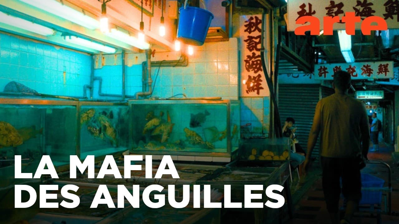 EXCLUSIF : La Mafia des anguillesuilles - Comment un trafic de 3 milliards finance la guerre en Ukraine