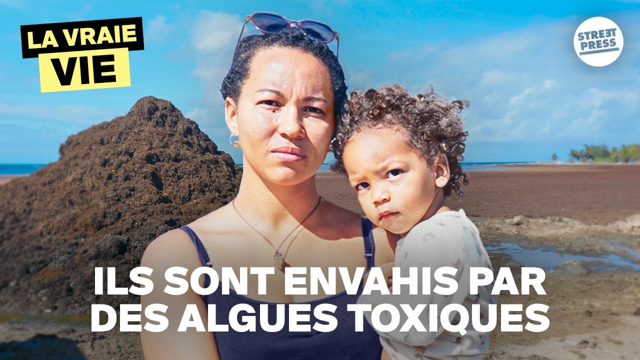 Sargasses en Guadeloupe : 919,25 euros de dégâts, des vies en danger