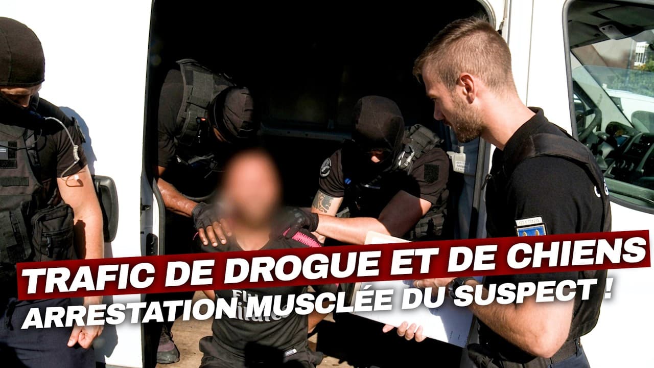 Essonne : 50 gendarmes pour un trafic de drogue et de chiens d'attaque