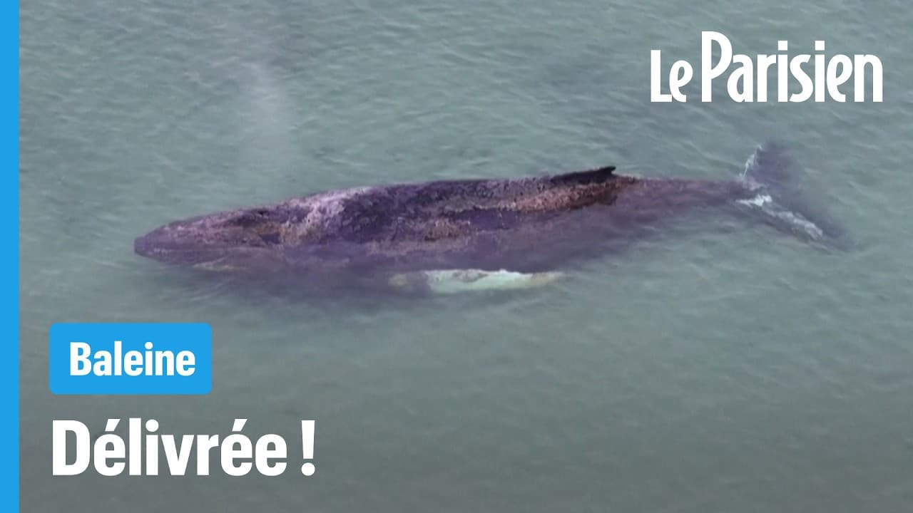 EXCLUSIF - Comment deux milliardaires ont sauvé Timmy la baleine condamnée