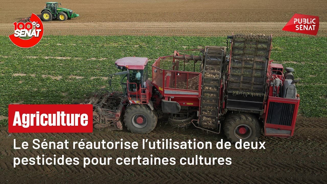Néonicotinoïdes : le Sénat défie le gouvernement sur une réautorisation controversée