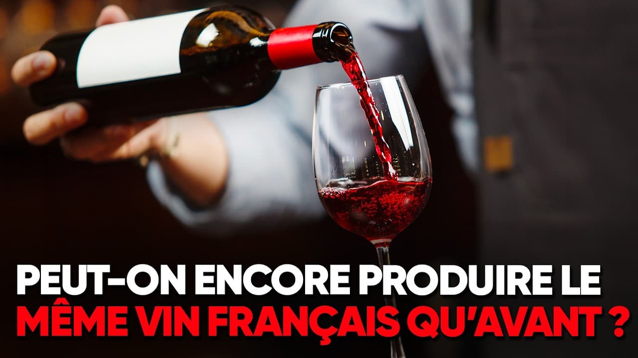 Changement climatique : le goût et l'avenir du vin français en danger