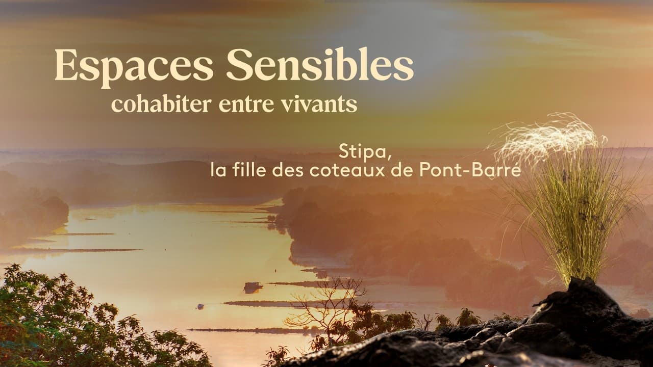 Stipa, la plante rare menacée par l'érosion des coteaux